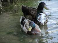 Ducks on a Pond in Bradley Fair