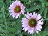 A photo of a Purple Flower at WSU